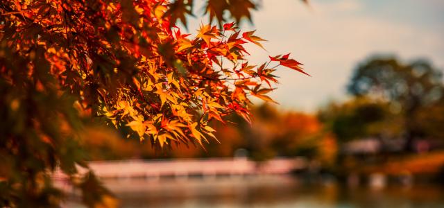 Lake with Japanese maple tree by Lyndon Li